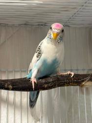 Lost Female Bird last seen Fox Run Drive and Vonder , Geneva, IL 60174