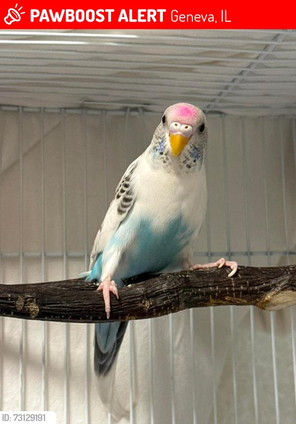 Lost Female Bird last seen Fox Run Drive and Vonder , Geneva, IL 60174
