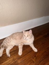 Found/Stray Male Cat last seen NW 16th St & Villa Ave, Oklahoma City, OK 73107