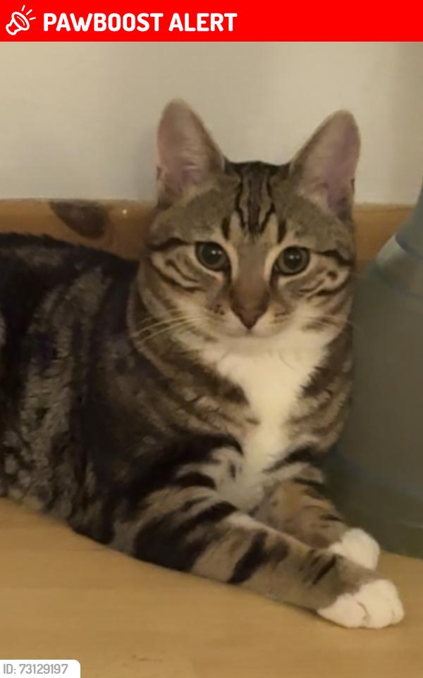 Lost Male Cat last seen Le22pp, Leicester, England LE2 2PP