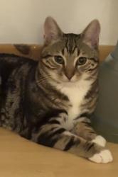 Lost Male Cat last seen Le22pp, Leicester, England LE2 2PP