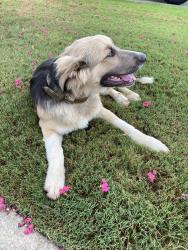 Found/Stray Male Dog last seen Sherwood Oaks subdivision, Decatur, AL 35603