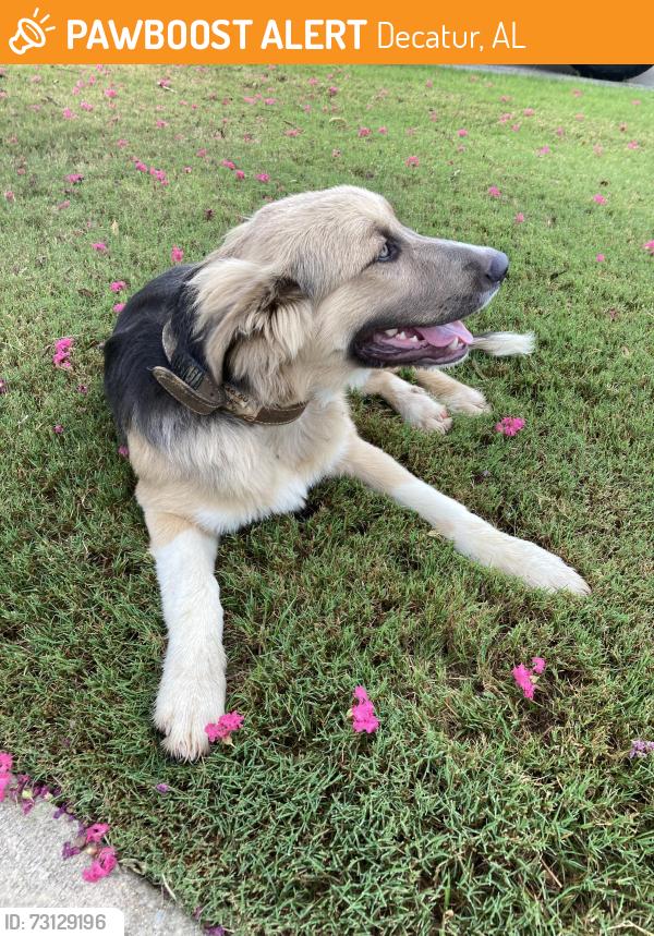 Found/Stray Male Dog last seen Sherwood Oaks subdivision, Decatur, AL 35603