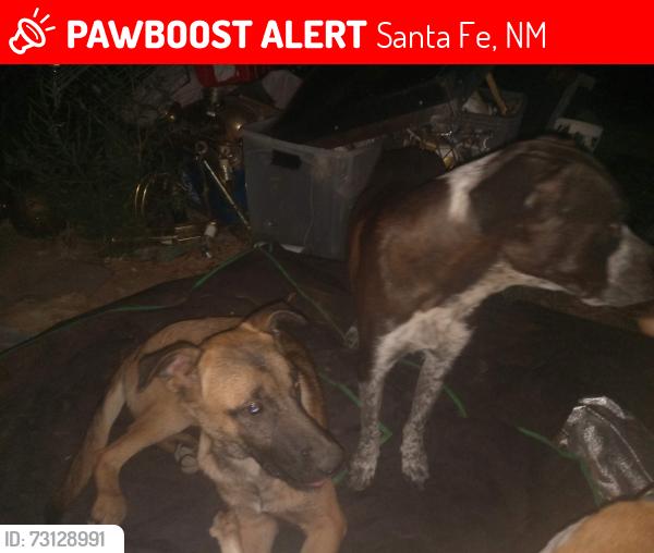Lost Female Dog last seen Behind Capital High-school/ Mutt Nelson area, Santa Fe, NM 87507
