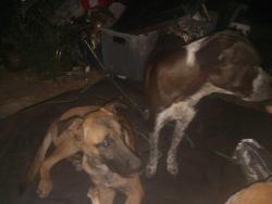 Lost Female Dog last seen Behind Capital High-school/ Mutt Nelson area, Santa Fe, NM 87507