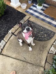 Found/Stray Male Dog last seen Shoals Crossing neighborhood, Greenville, SC 29605
