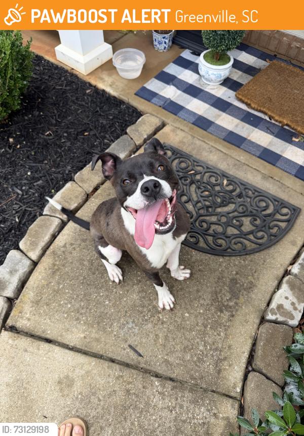 Found/Stray Male Dog last seen Shoals Crossing neighborhood, Greenville, SC 29605