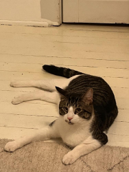 Lost Male Cat last seen Stephensburg Road, Port Murray, NJ 07865