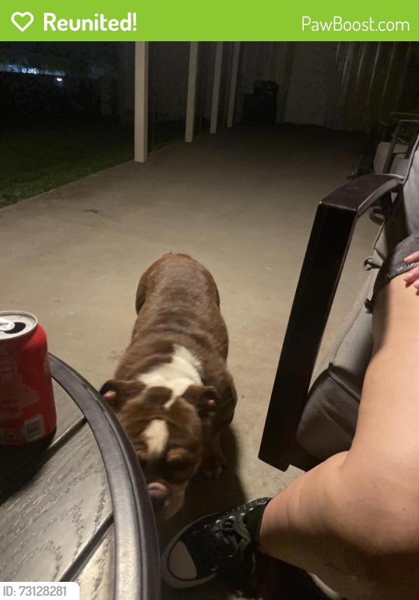Reunited Female Dog last seen Ruggles loop, Temple, TX 76501