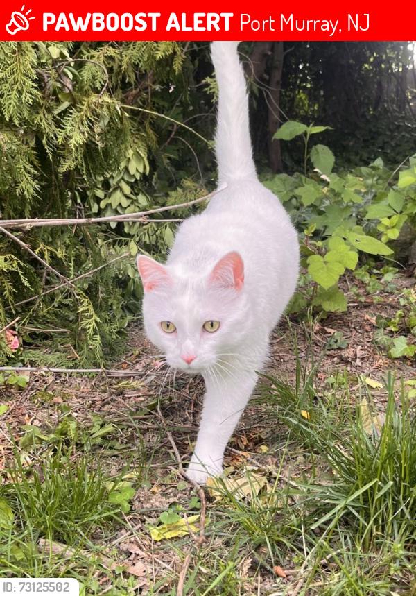 Lost Male Cat last seen Stephensburg Road, Port Murray, NJ 07865