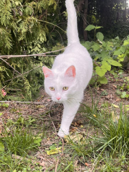 Lost Male Cat last seen Stephensburg Road, Port Murray, NJ 07865