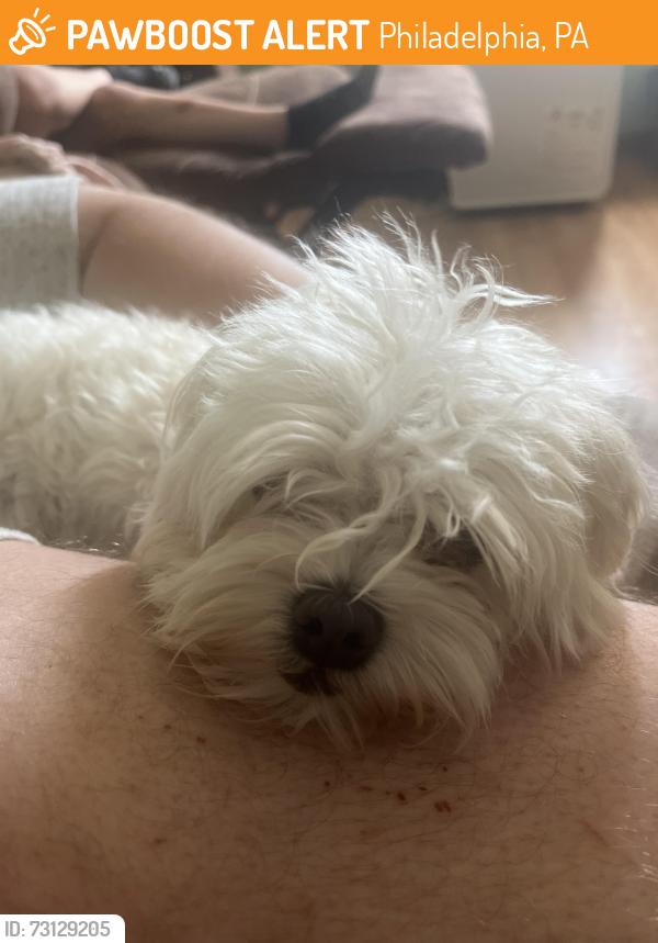 Found/Stray Female Dog last seen Bleigh Ave and Whitaker st, Philadelphia, PA 19152