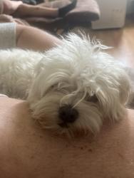 Found/Stray Female Dog last seen Bleigh Ave and Whitaker st, Philadelphia, PA 19152