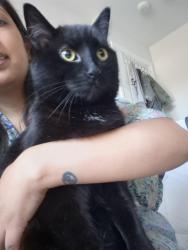 Reunited Male Cat last seen Bismark Park, Cambridge, ON N1S 0C7