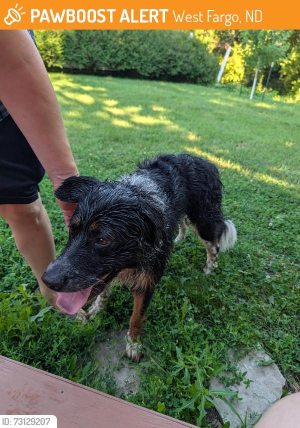 Found/Stray Male Dog last seen Morrison & 5th St, West Fargo, ND 58078
