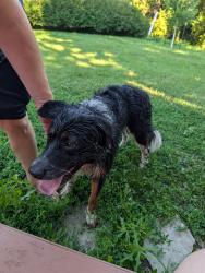 Found/Stray Male Dog last seen Morrison & 5th St, West Fargo, ND 58078