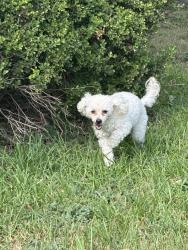 Reunited Unknown Dog last seen Black oak and Yale street, River Oaks, TX 76114