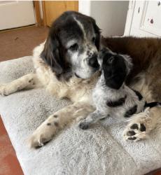 Reunited Female Dog last seen Kim Road NE & Saratoga NE, Rio Rancho, NM, Rio Rancho, NM 87144