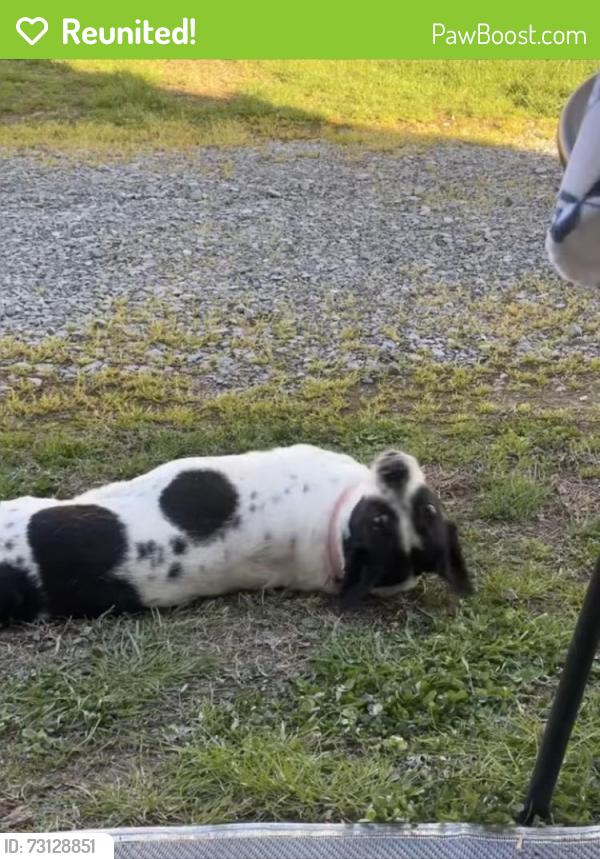 Reunited Female Dog last seen Hattie’s Place subdivision, Knoxville, TN 37931
