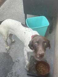 Reunited Male Dog last seen near the old cvs, La Puente, CA 91746