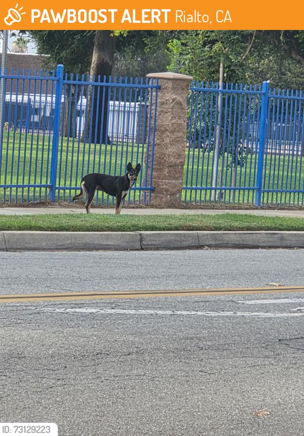 Found/Stray Unknown Dog last seen Willow and Lilac, Rialto, CA 92376