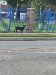 Found/Stray Unknown Dog last seen Willow and Lilac, Rialto, CA 92376