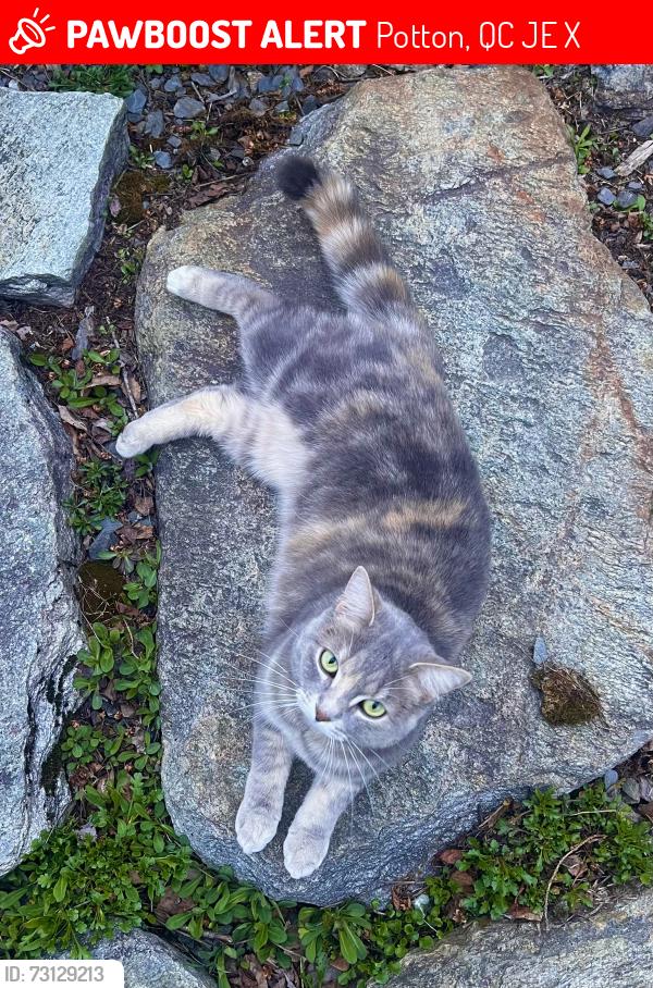 Lost Female Cat last seen Ruiter Brook Land Trust, Potton, QC J0E 1X0