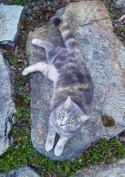 Lost Female Cat last seen Ruiter Brook Land Trust, Potton, QC J0E 1X0