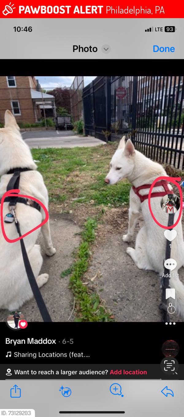 Lost Female Dog last seen Balitmore Ave, Philadelphia, PA 19143