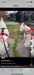 Lost Female Dog last seen Balitmore Ave, Philadelphia, PA 19143