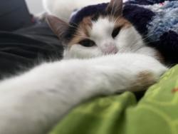 Lost Female Cat last seen Near Caloosa Ridge Way, Babson Park FL, Babson Park, FL 33827