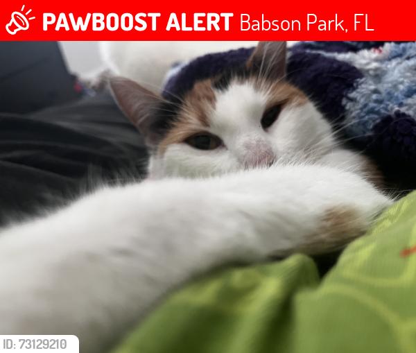 Lost Female Cat last seen Near Caloosa Ridge Way, Babson Park FL, Babson Park, FL 33827
