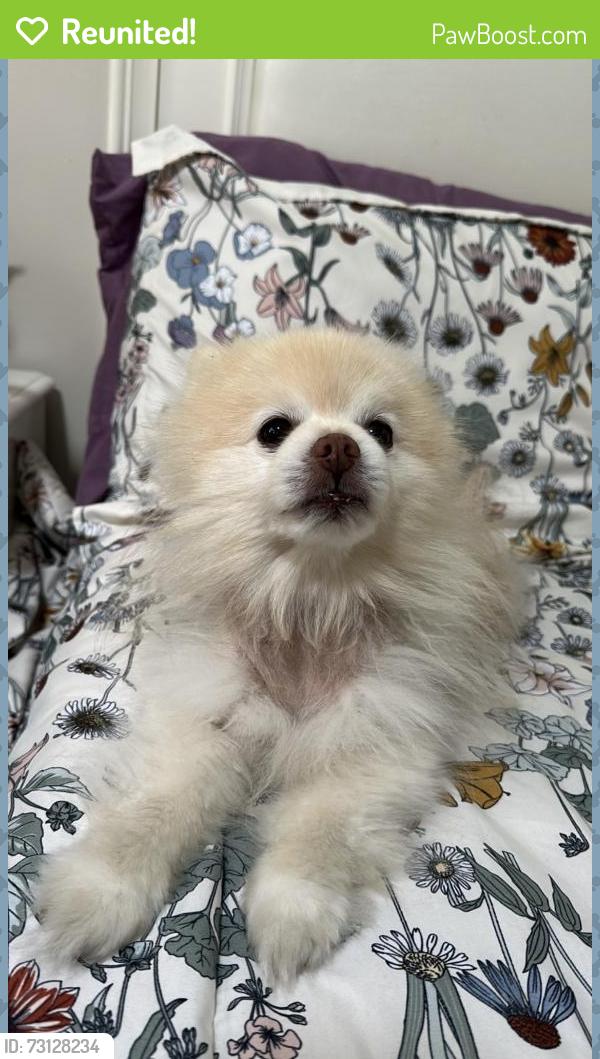 Reunited Male Dog last seen Near corte helena ave, Chula Vista, CA 91910