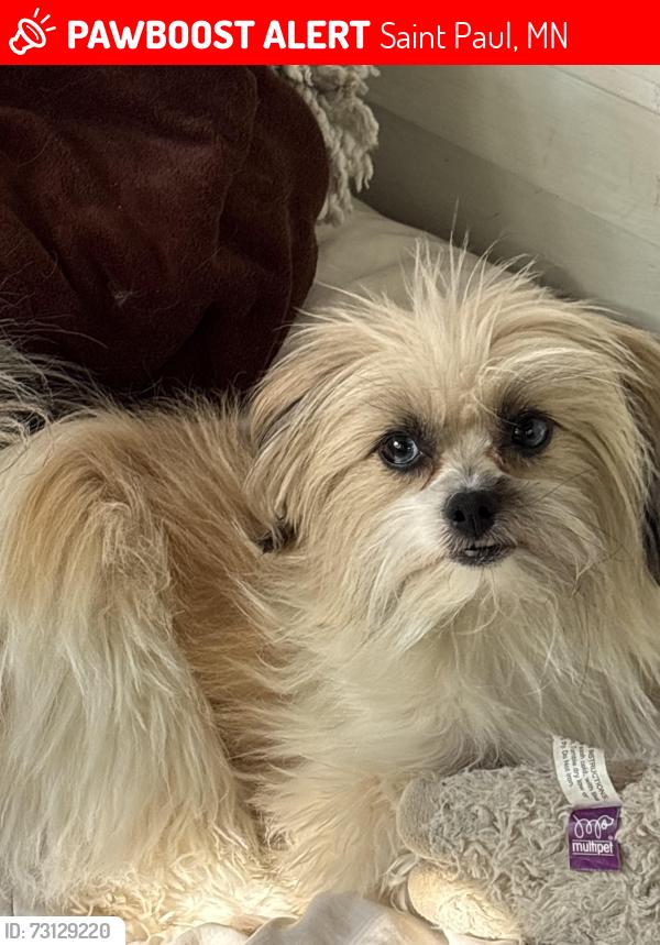 Lost Female Dog last seen Cook, Saint Paul, MN 55117