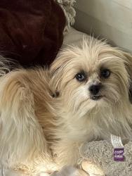 Lost Female Dog last seen Cook, Saint Paul, MN 55117