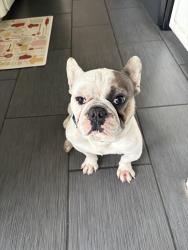 Reunited Male Dog last seen Near E Princeton St, Ontario, CA 91764, USA, Ontario, CA 91764
