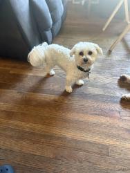 Reunited Male Dog last seen nE 79th place, Kansas City, MO 64119