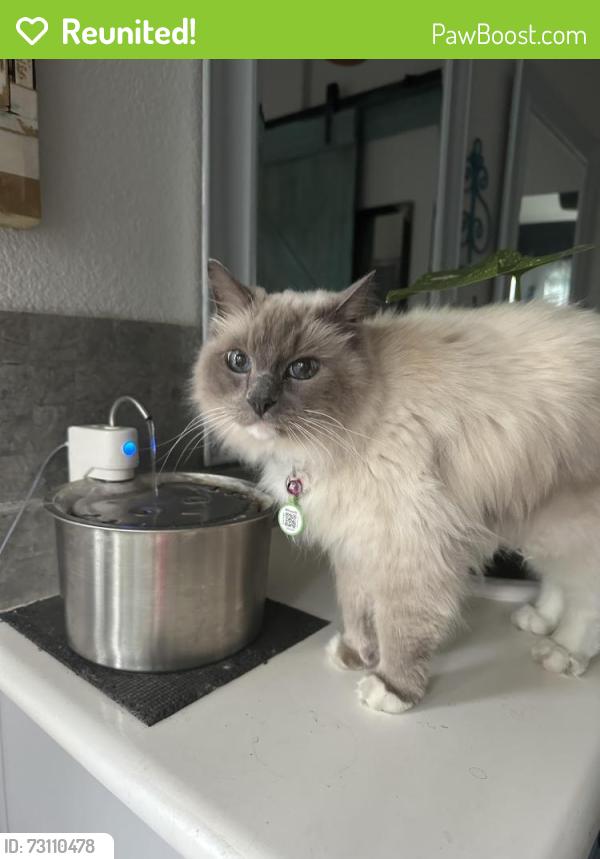 Reunited Female Cat last seen Hillcrest Court American Canyon, CA, American Canyon, CA 94503