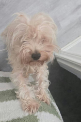 Reunited Female Dog last seen Near Templegate Dr, Houston, TX 77066, USA, Houston, TX 77066
