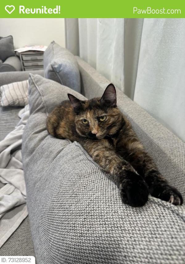 Reunited Female Cat last seen big one ice cream stand, Nashua, NH 03064
