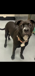 Lost Female Dog last seen Finley lane, Medford, OR 97501