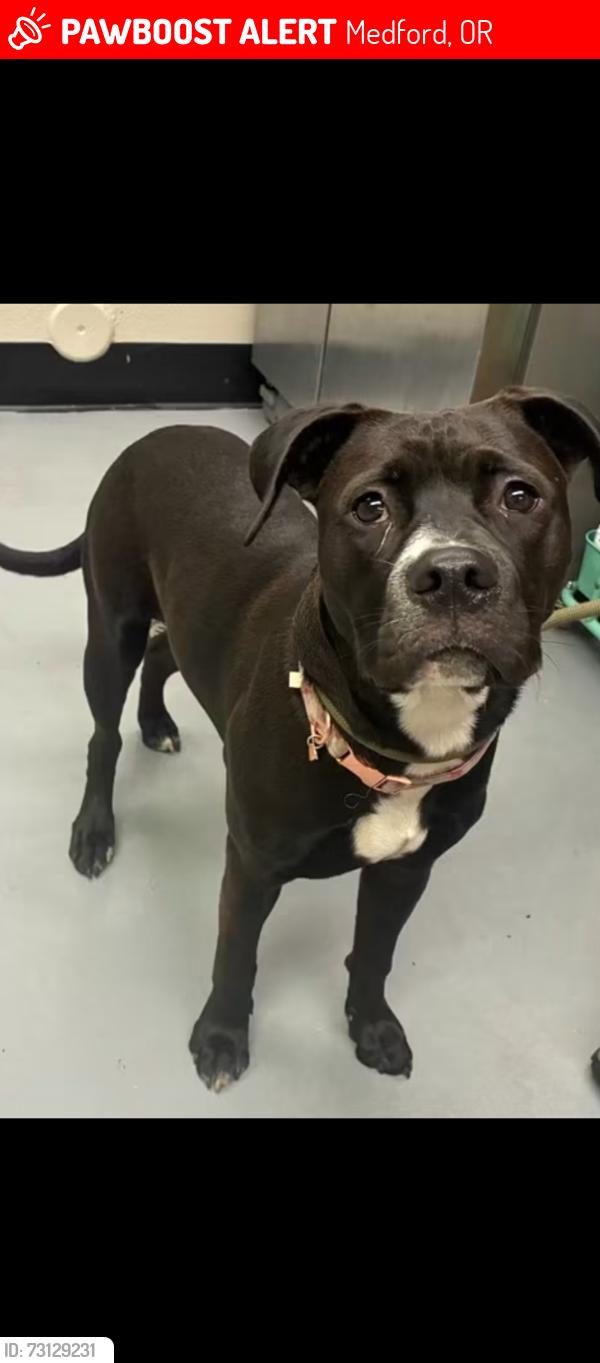 Lost Female Dog last seen Finley lane, Medford, OR 97501