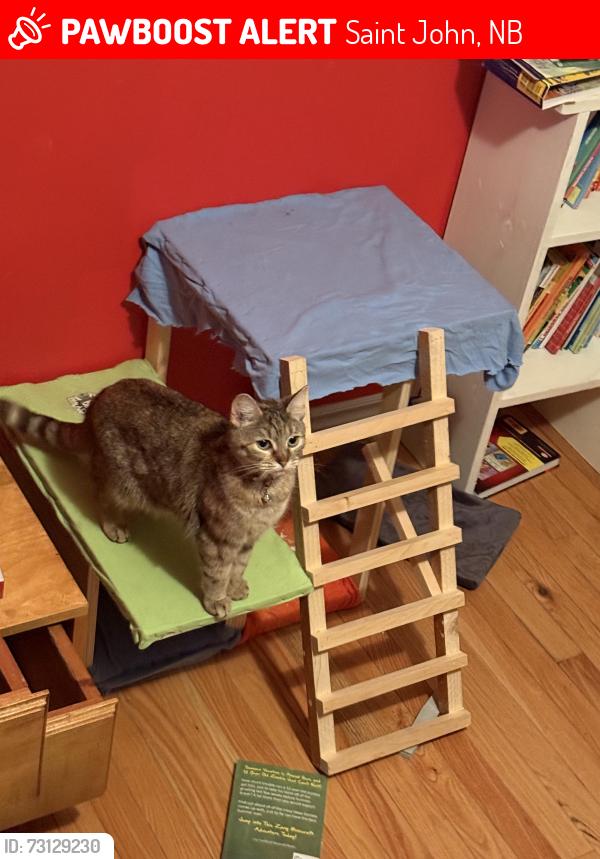 Lost Female Cat last seen Heatherway Blvd, Eagle Blvd, Saint John, NB 