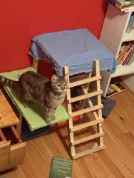Lost Female Cat last seen Heatherway Blvd, Eagle Blvd, Saint John, NB 