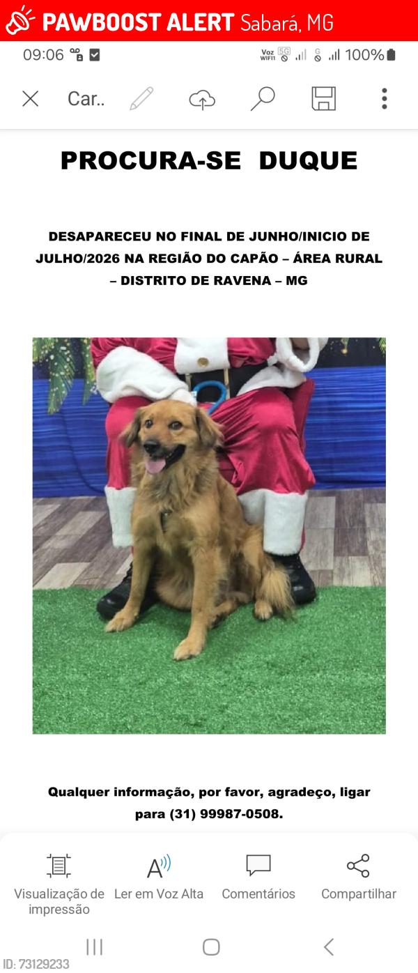 Lost Male Dog last seen Rua Beija Flor, Sabará, MG 
