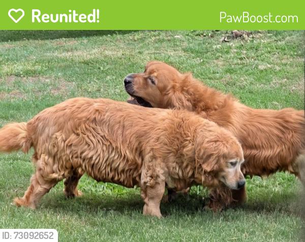 Reunited Male Dog last seen Laurelbrook Community near Hopewell Church Road, Lake Norman of Catawba, NC 28673