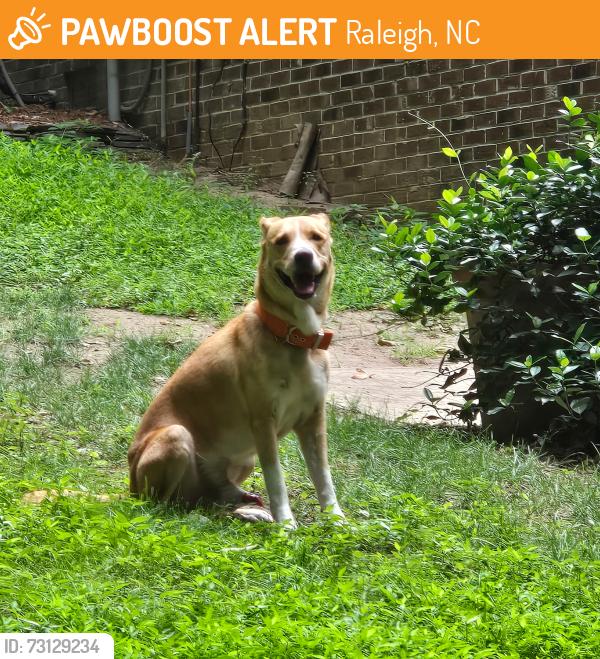 Found/Stray Male Dog last seen Battle Bridge Rd and Summerlyn Rd, Raleigh, NC 27610