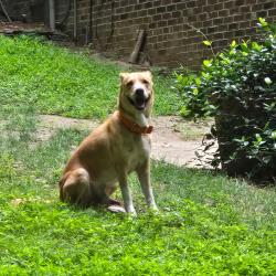 Found/Stray Male Dog last seen Battle Bridge Rd and Summerlyn Rd, Raleigh, NC 27610