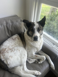Reunited Male Dog last seen Short Mountain Distillery, Liberty, TN 37095