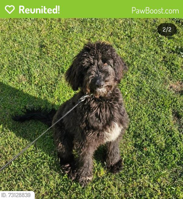 Reunited Male Dog last seen Vermillian dr by ep todd, Spartanburg, SC 29301